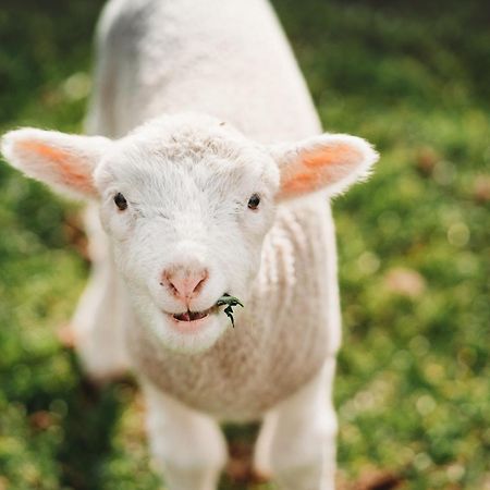 Freshwater Creek Cottages & Farm Stay Torquay Esterno foto