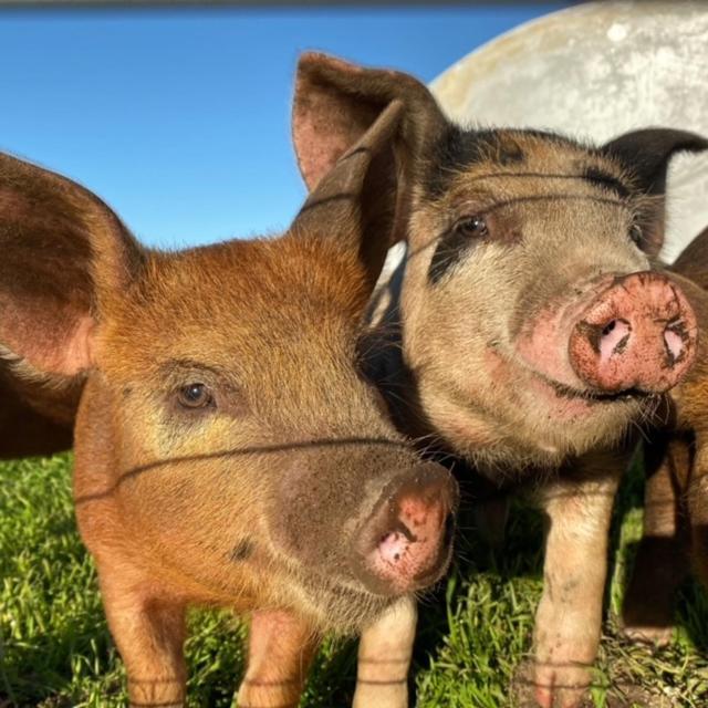 Freshwater Creek Cottages & Farm Stay Torquay Esterno foto