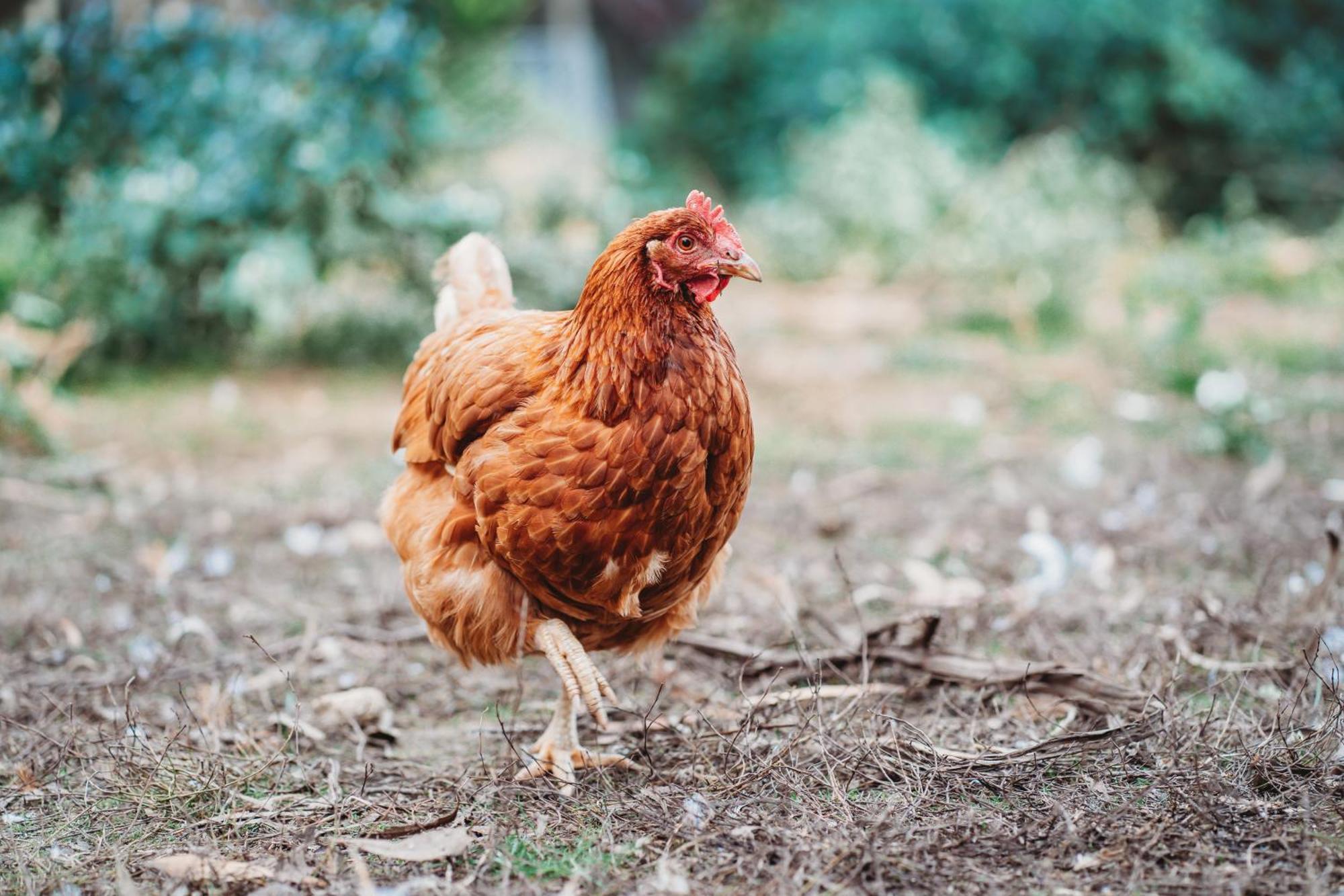 Freshwater Creek Cottages & Farm Stay Torquay Esterno foto