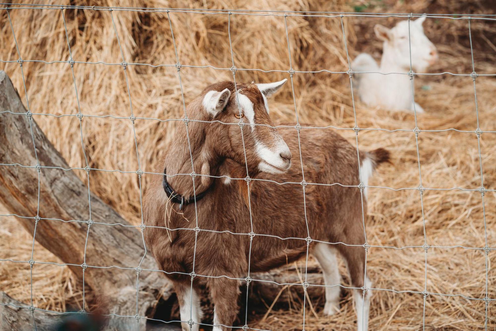 Freshwater Creek Cottages & Farm Stay Torquay Esterno foto
