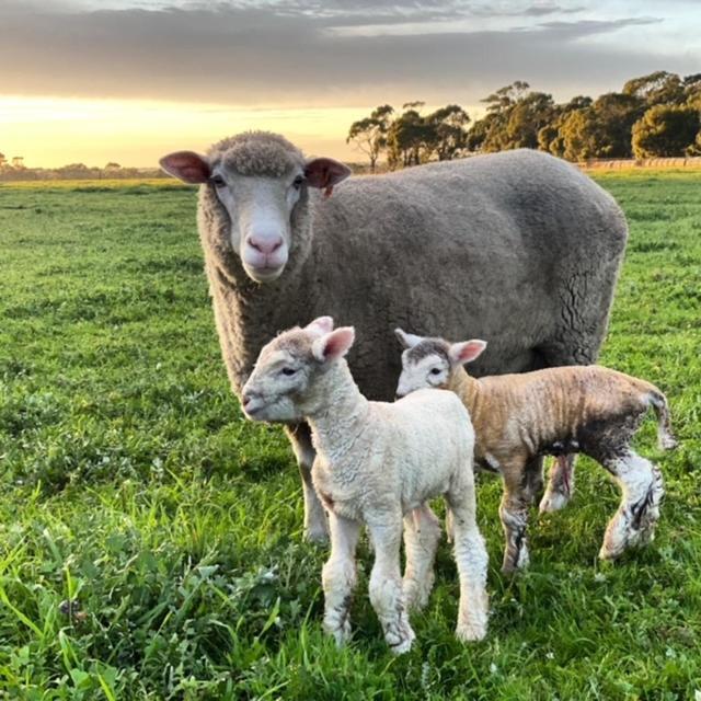 Freshwater Creek Cottages & Farm Stay Torquay Esterno foto
