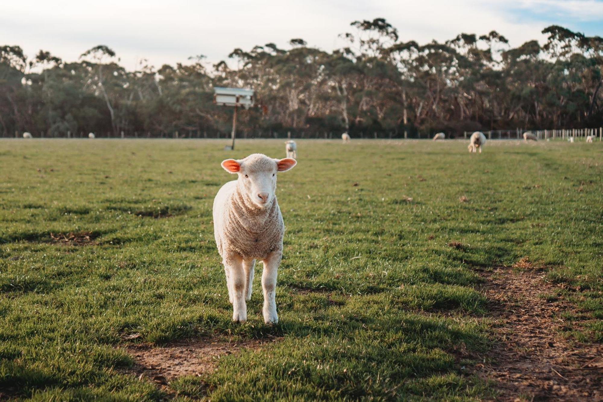 Freshwater Creek Cottages & Farm Stay Torquay Esterno foto