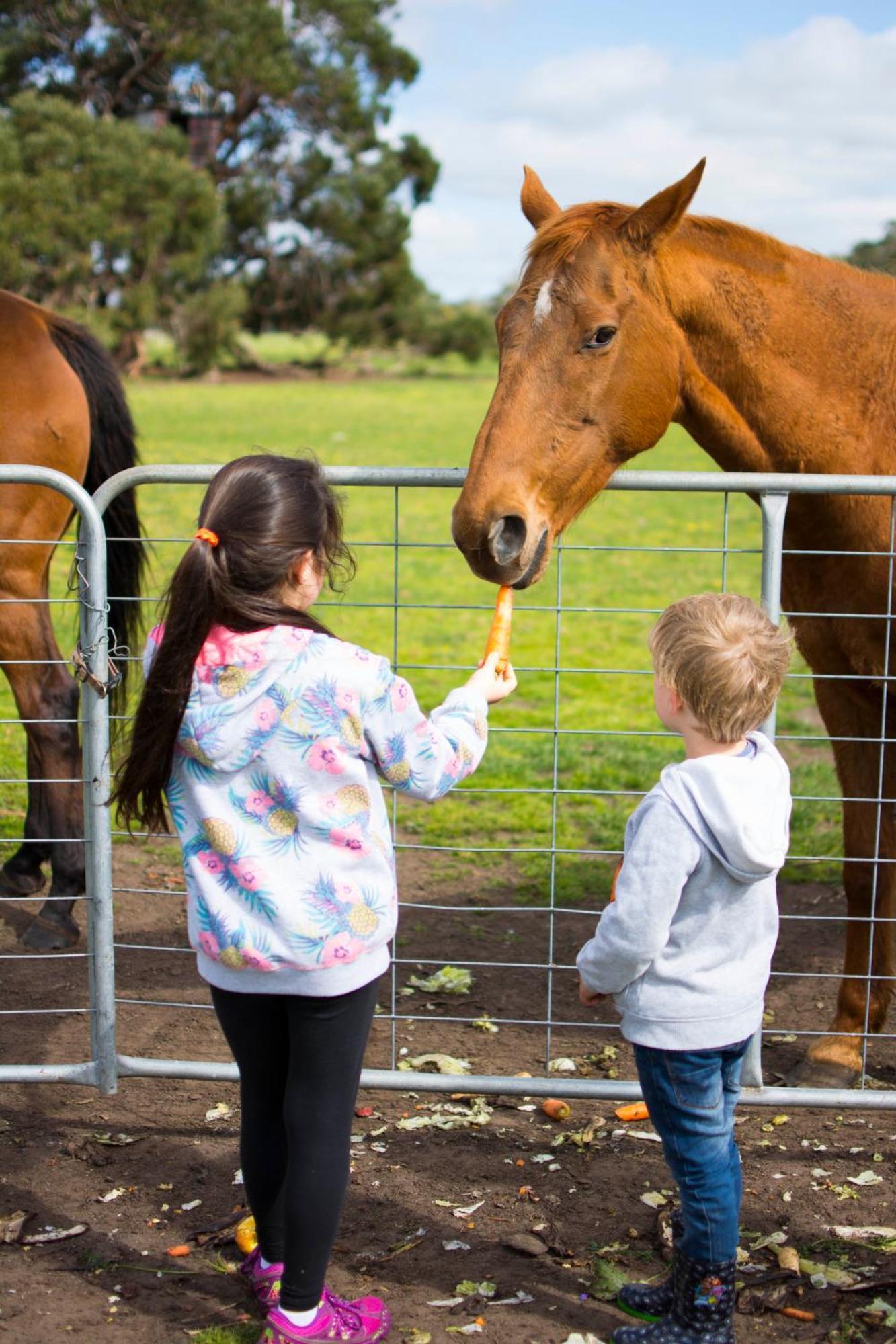Freshwater Creek Cottages & Farm Stay Torquay Esterno foto