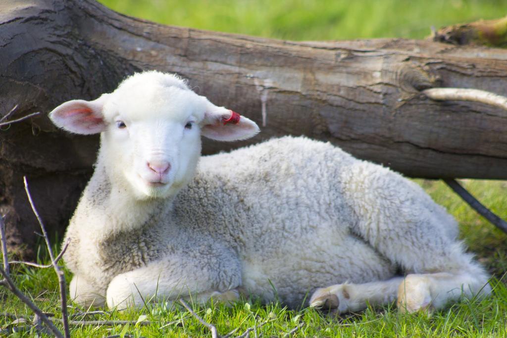 Freshwater Creek Cottages & Farm Stay Torquay Esterno foto