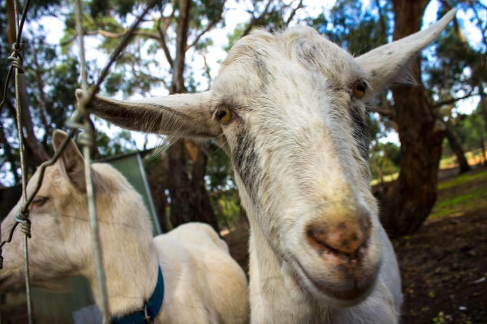 Freshwater Creek Cottages & Farm Stay Torquay Esterno foto